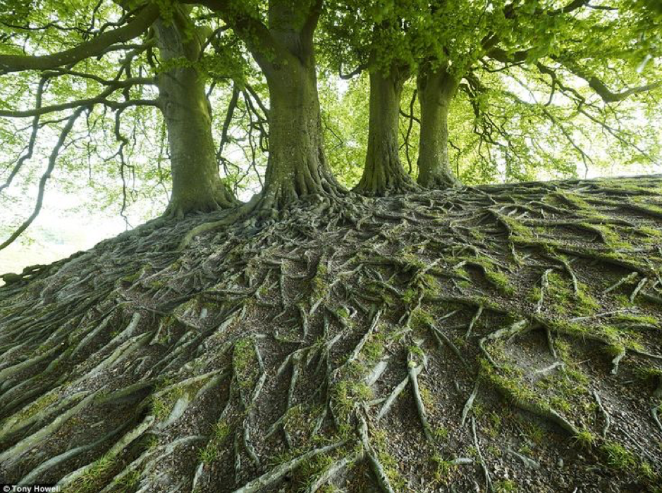 arbre et racines.png